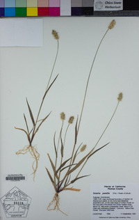 Setaria pumila image