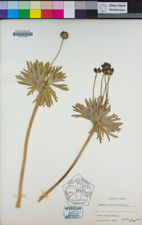 Anemonastrum narcissiflorum image