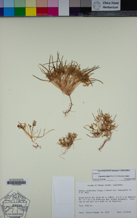 Claytonia exigua image