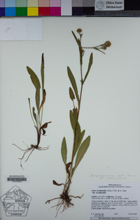 Symphyotrichum spathulatum image