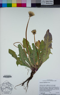 Taraxacum officinale image