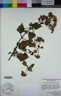 Ageratina adenophora image