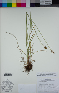 Carex mariposana image