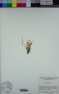 Juncus bufonius image