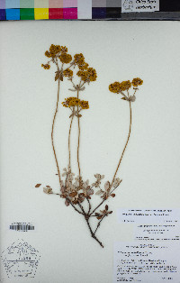 Eriogonum umbellatum var. furcosum image