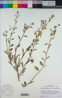 Solanum umbelliferum image