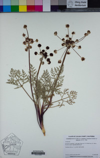 Lomatium hooveri image