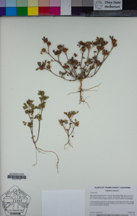 Trifolium retusum image