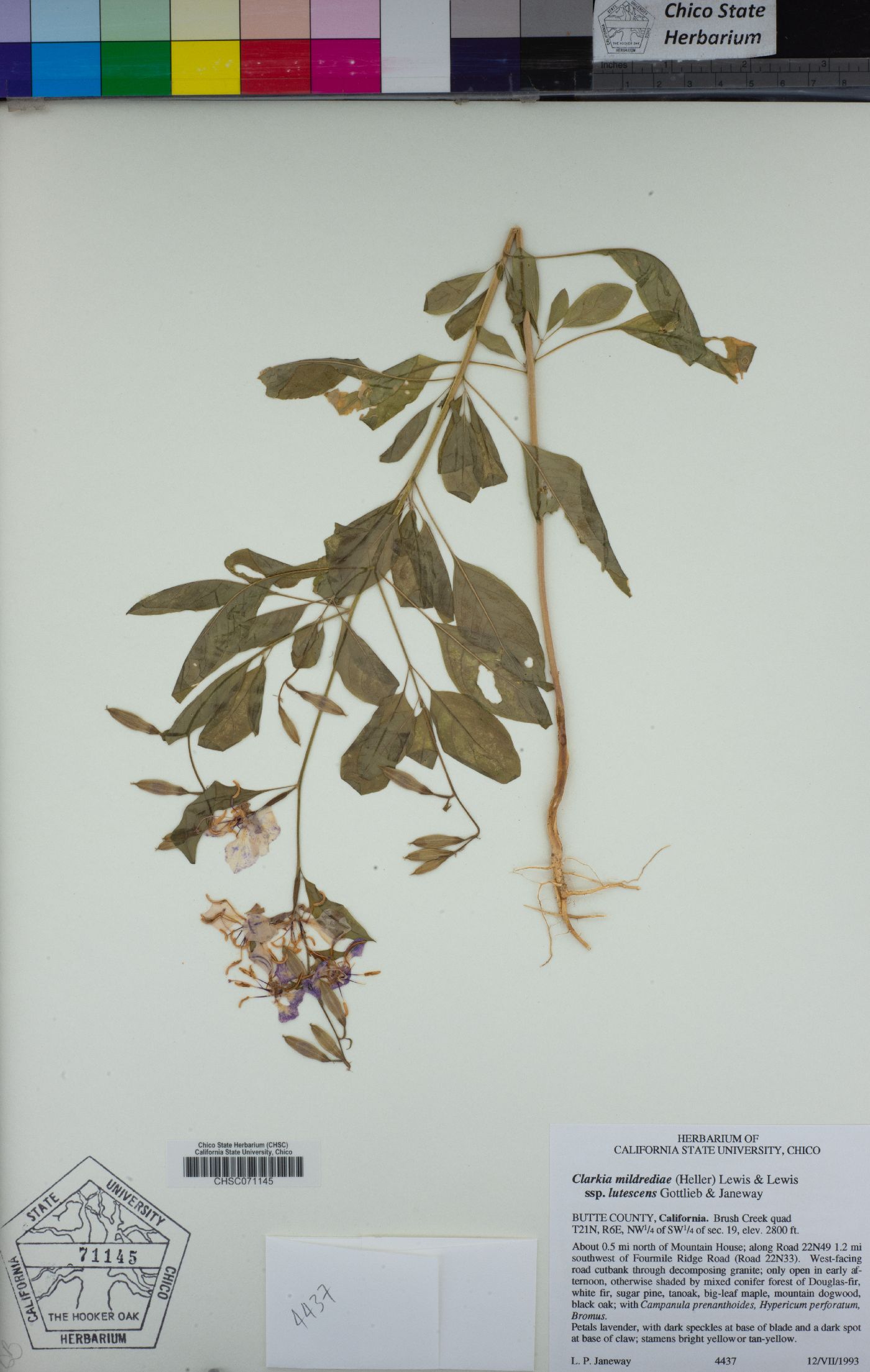 Clarkia mildrediae subsp. lutescens image