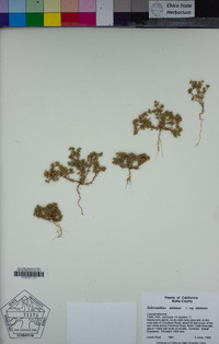 Scleranthus annuus image