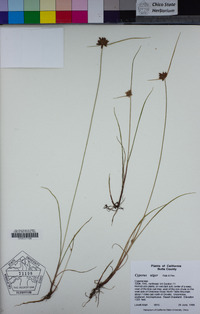 Cyperus niger image