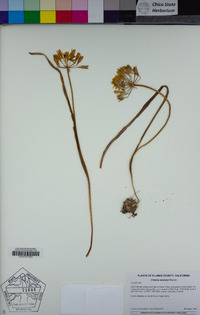 Triteleia montana image
