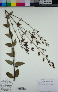 Keckiella lemmonii image