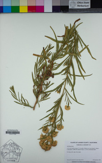 Euthamia occidentalis image