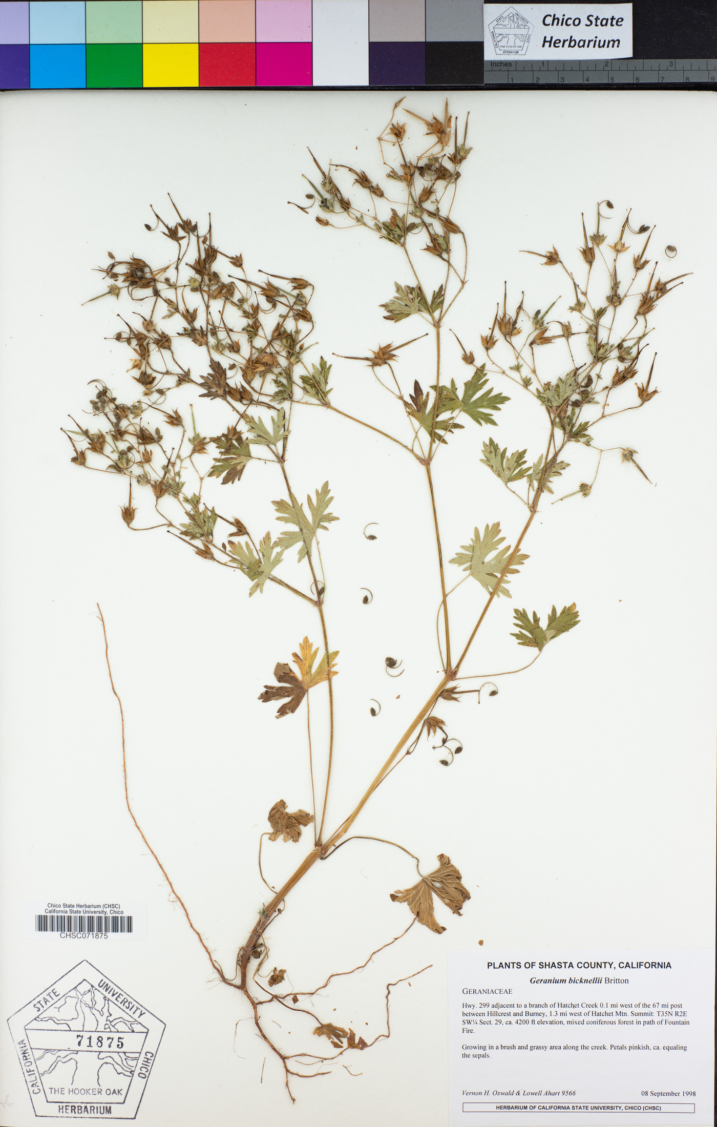 Geranium bicknellii image