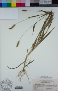 Setaria viridis image