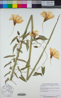 Calystegia sepium subsp. limnophila image