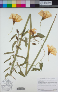 Calystegia sepium image