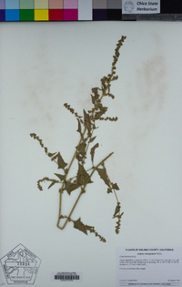 Atriplex prostrata image