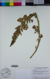 Chenopodium rubrum var. rubrum image