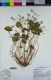 Claytonia parviflora image