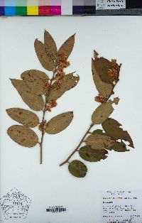 Leucothoe axillaris image