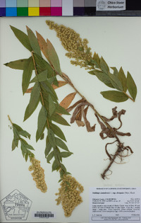 Solidago elongata image