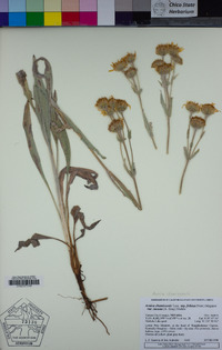 Arnica chamissonis image