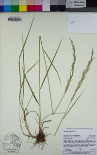 Agrostis pallens image