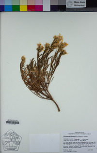 Ericameria bloomeri image