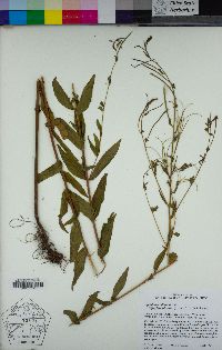 Epilobium ciliatum image