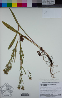 Symphyotrichum spathulatum image