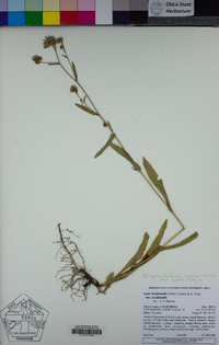 Symphyotrichum spathulatum image