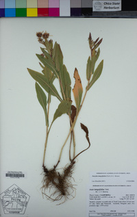 Eurybia integrifolia image