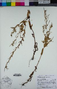 Epilobium ciliatum subsp. ciliatum image