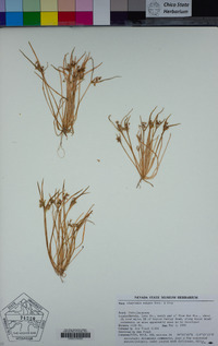 Claytonia exigua image