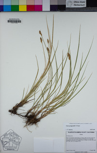 Carex praegracilis image