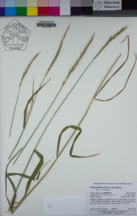 Elymus glaucus image