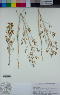 Stephanomeria exigua image