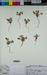 Chorizanthe rigida image