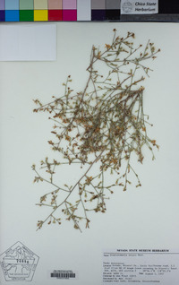 Stephanomeria exigua image