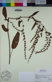 Rumex conglomeratus image