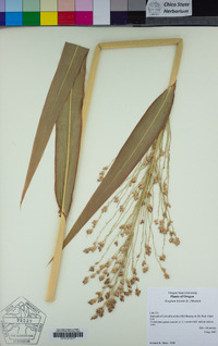 Sorghum bicolor image