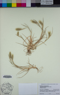 Hordeum marinum subsp. gussoneanum image