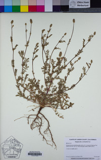 Poteridium annuum image