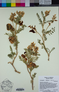 Astragalus whitneyi image