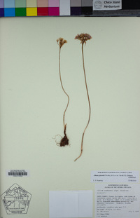 Allium jepsonii image