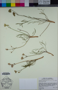 Lomatium caruifolium image