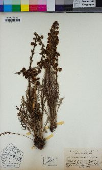 Pedicularis contorta image