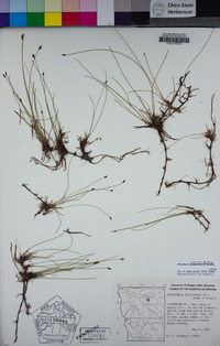 Eleocharis parishii image